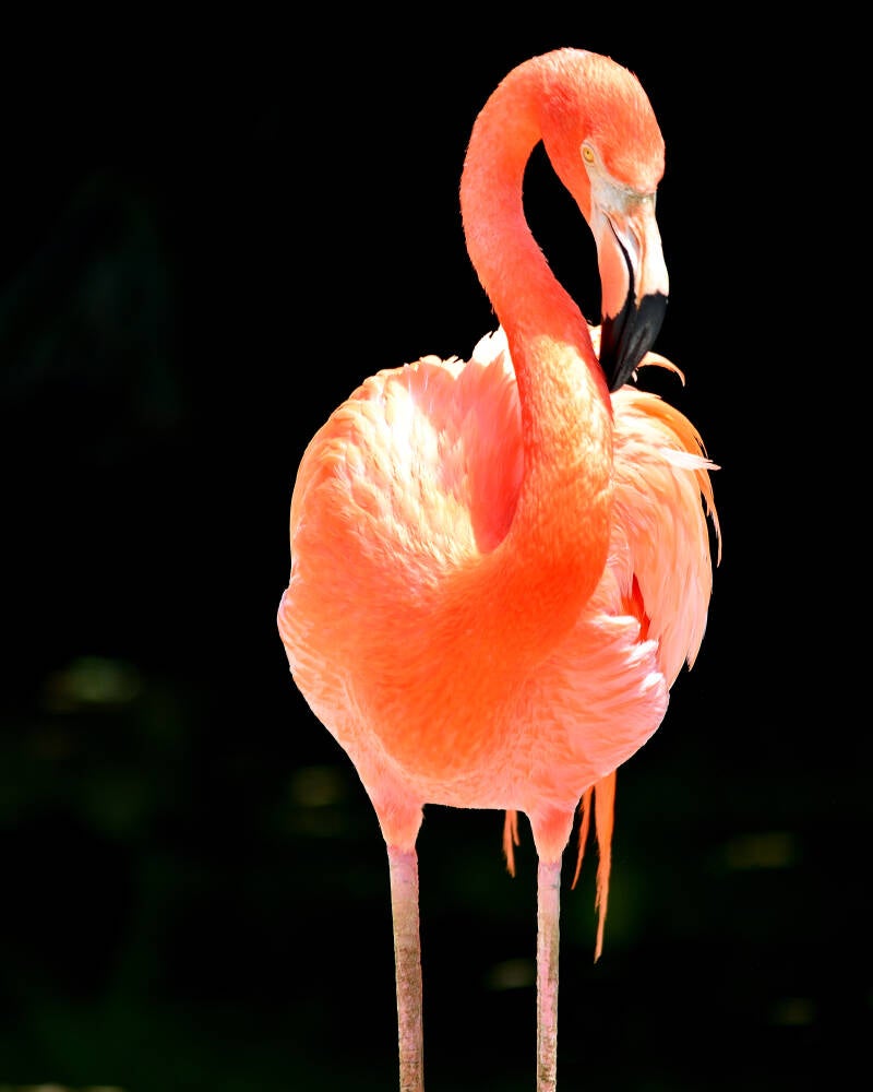American Flamingo (8)