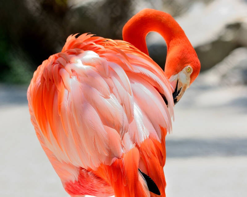American Flamingo (9)