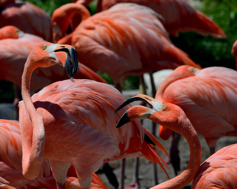 American Flamingo (10)
