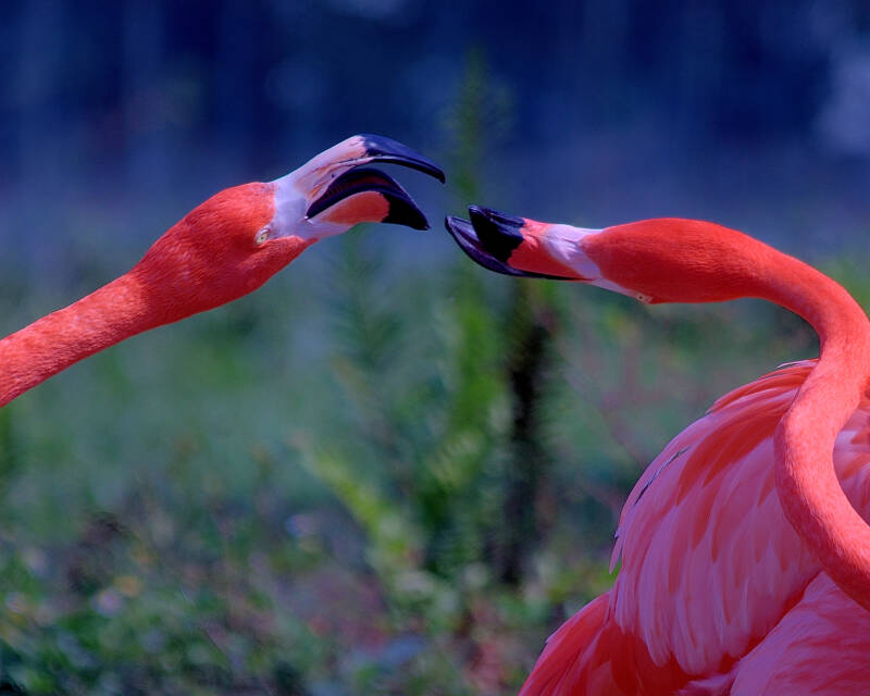 American Flamingo (7)