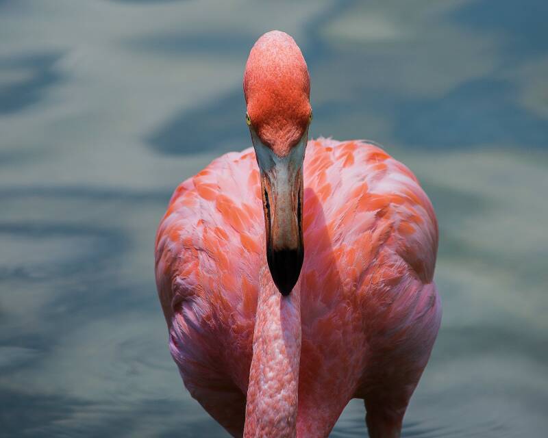 American Flamingo (3)