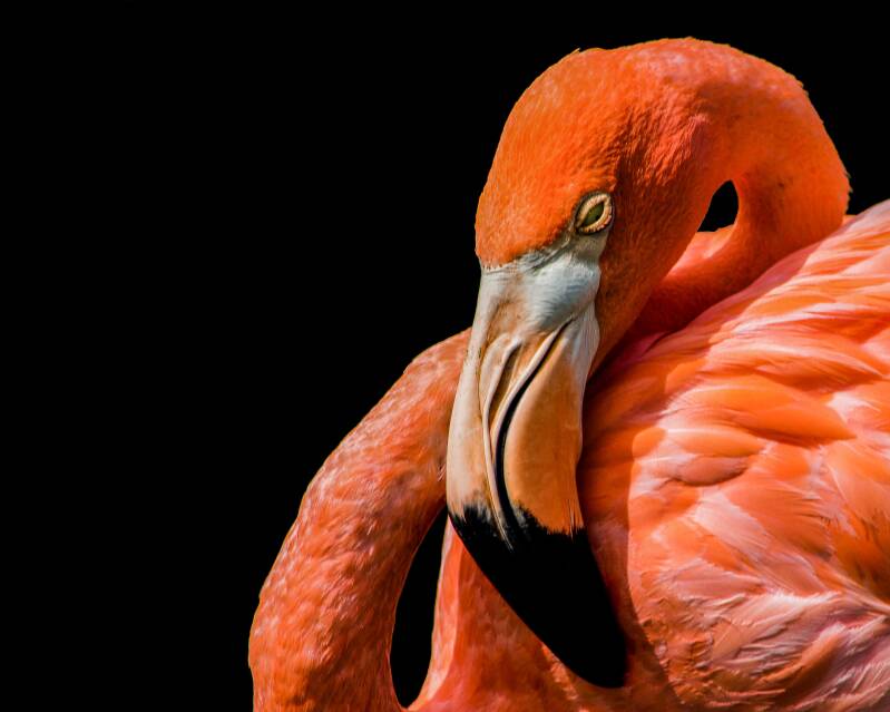 American Flamingo (4)