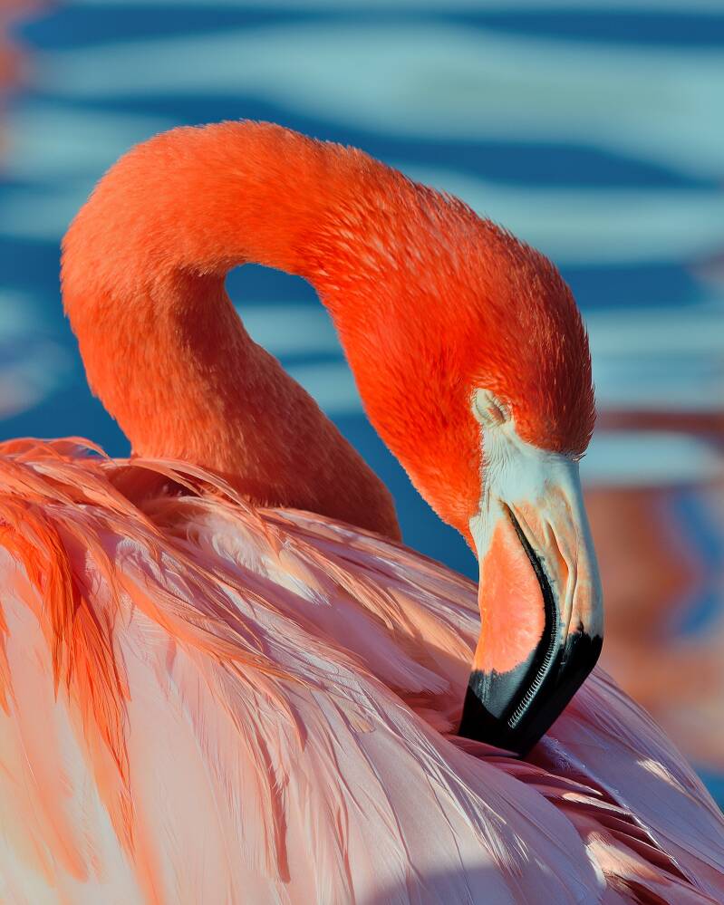American Flamingo (3)