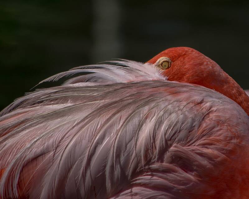 American Flamingo (5)