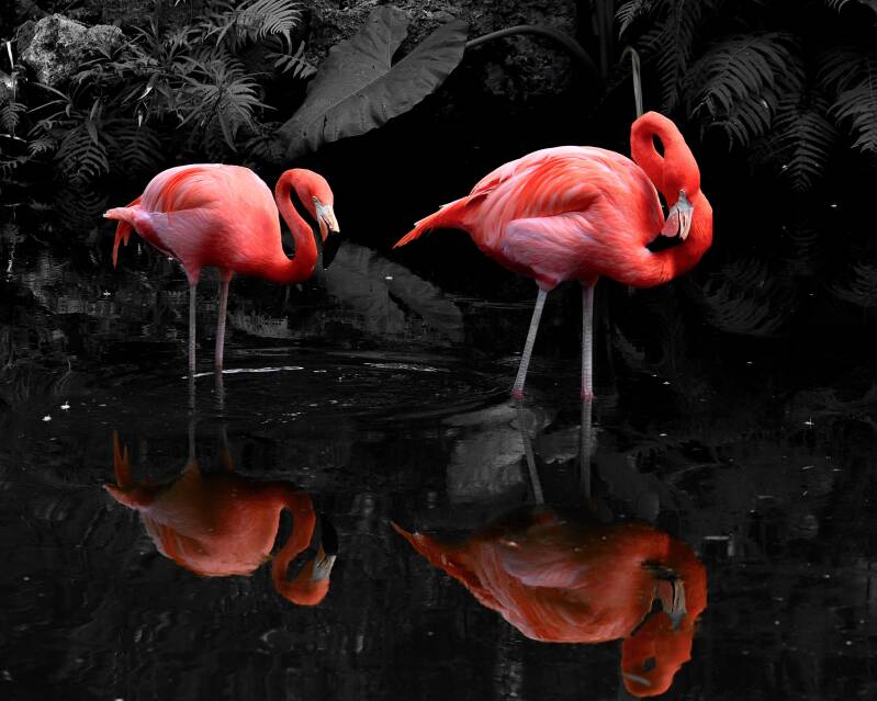 American Flamingo (1)