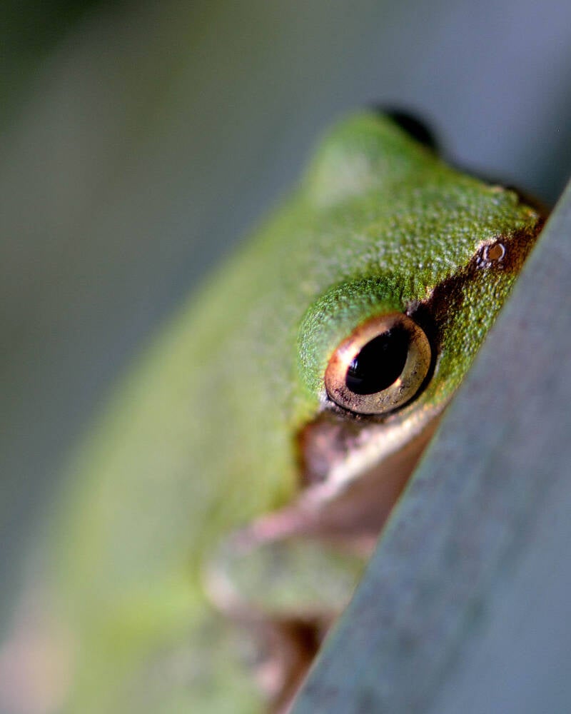 Squirrel Tree Frog (1)