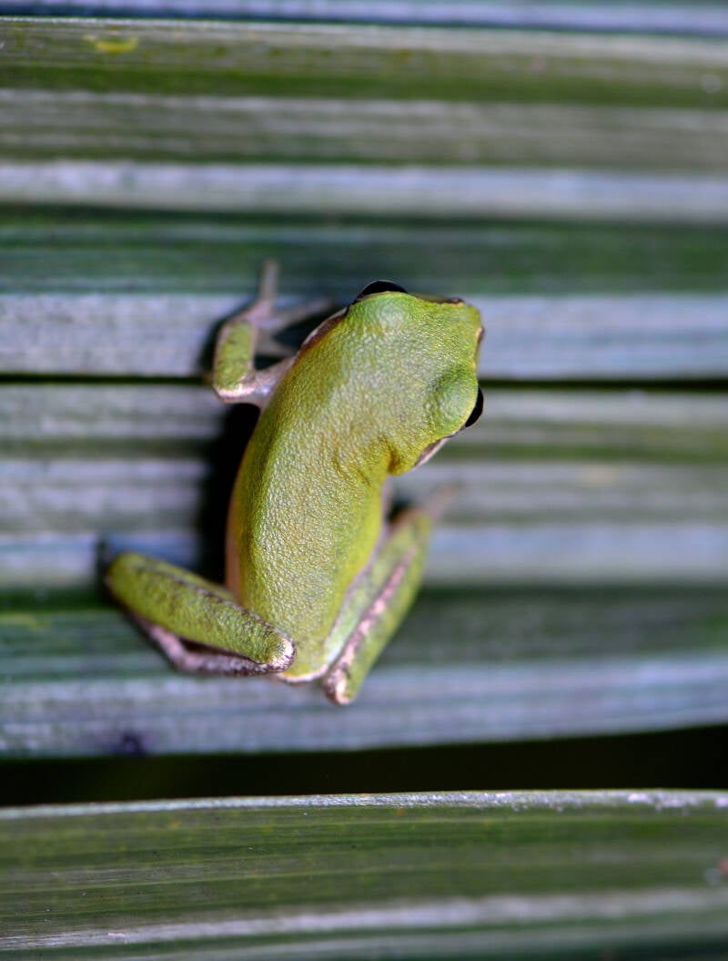 Squirrel Tree Frog (2)
