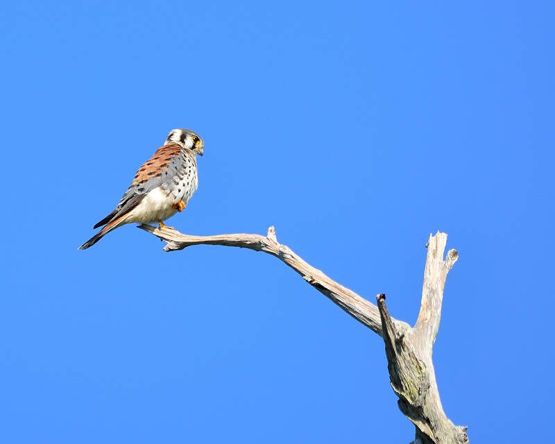 American Kestrel (2)