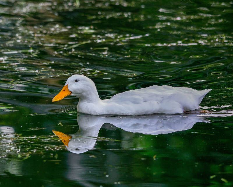 American Peking Duck (1)