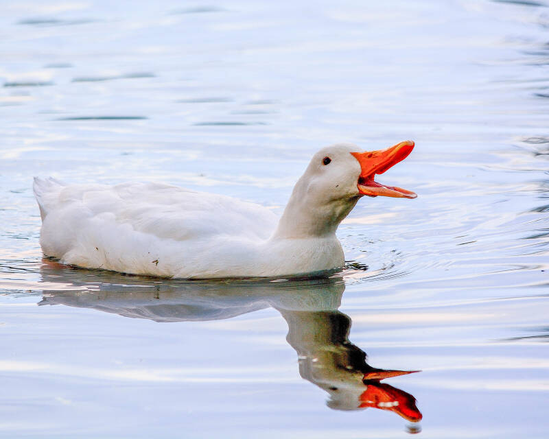American Peking Duck (3)