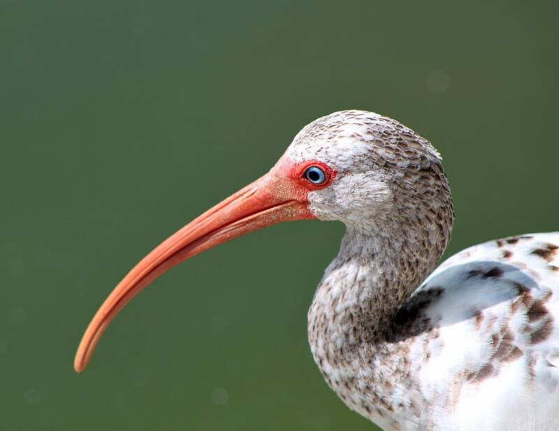 American White Ibis (6)
