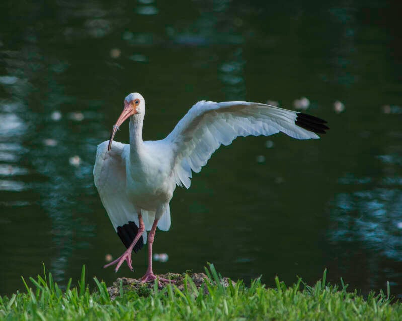 American White Ibis (7)