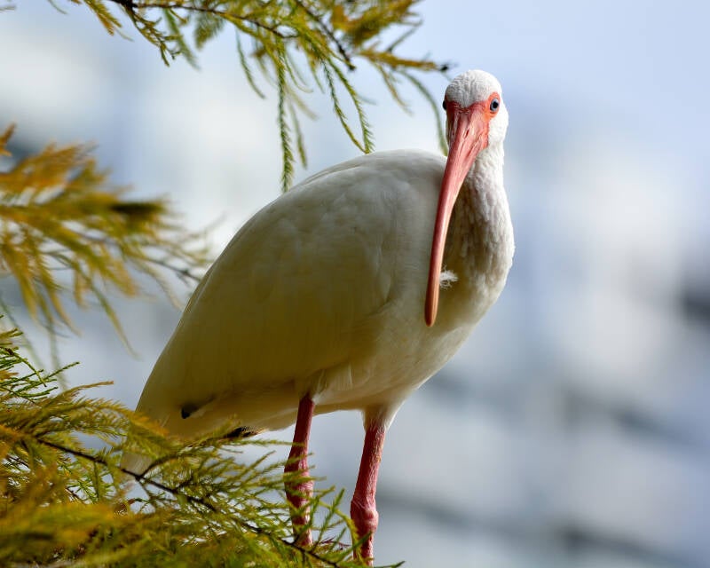 American White Ibis (5)