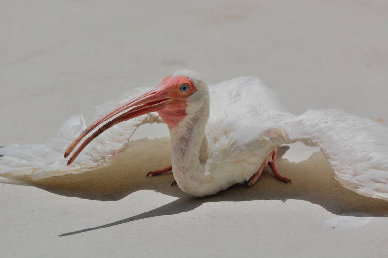 American White Ibis (8)