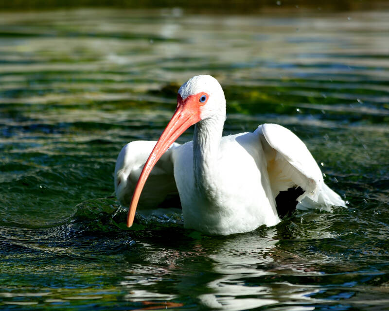 American White Ibis (3)