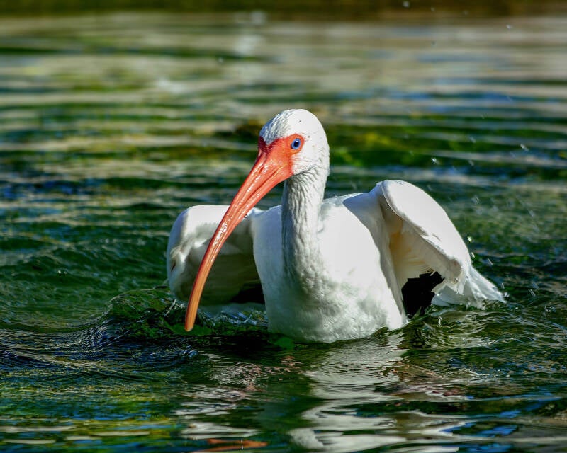 American White Ibis (2)