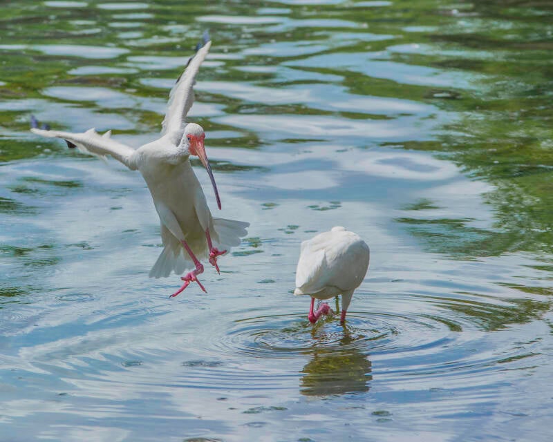 American White Ibis (4)