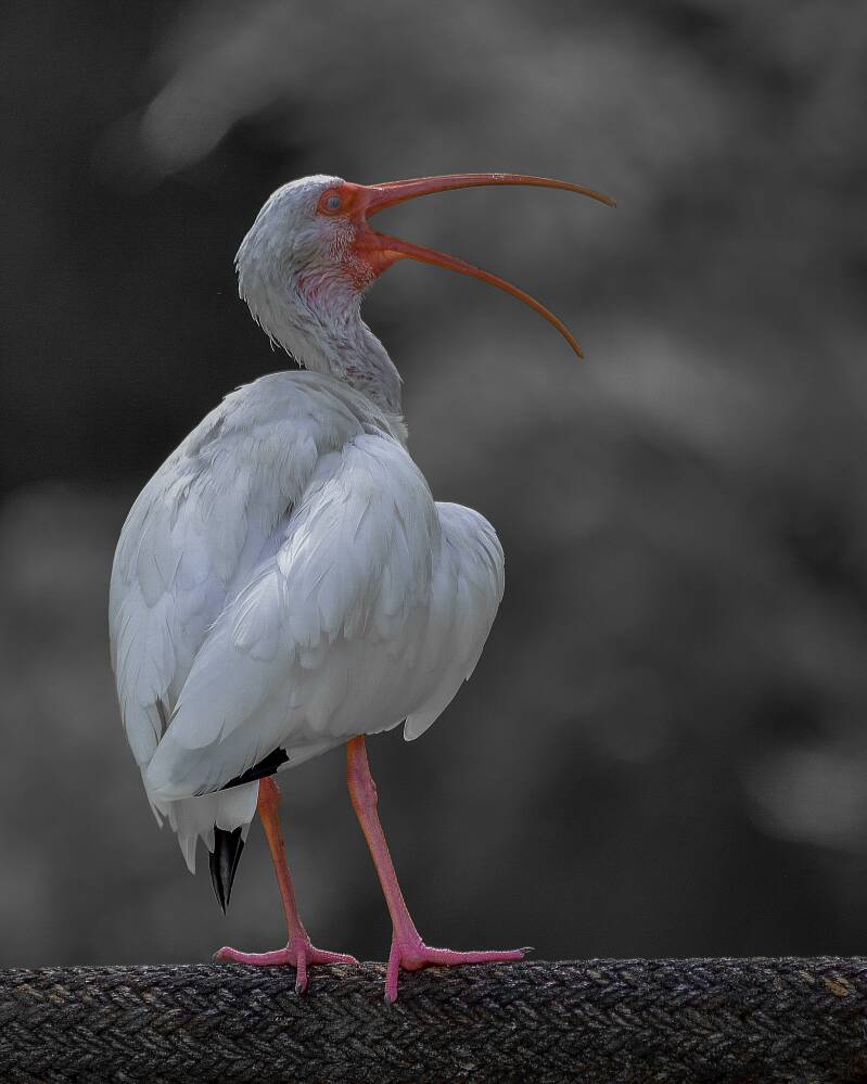 American White Ibis (1)
