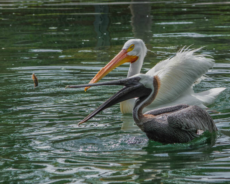 American White Pelican and Brown Pelican