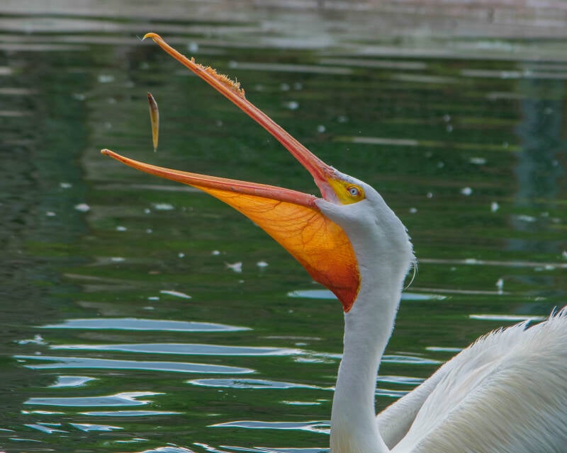 American White Pelican (3)