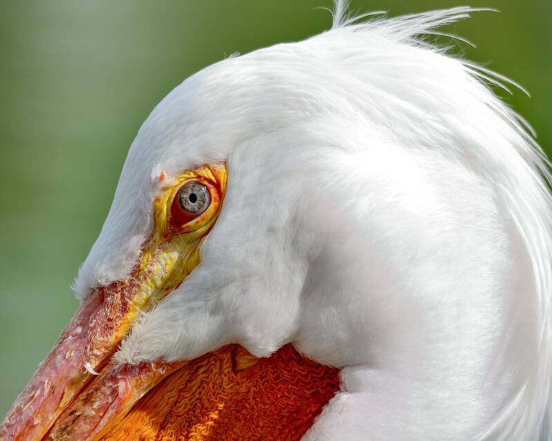 American White Pelican (1)