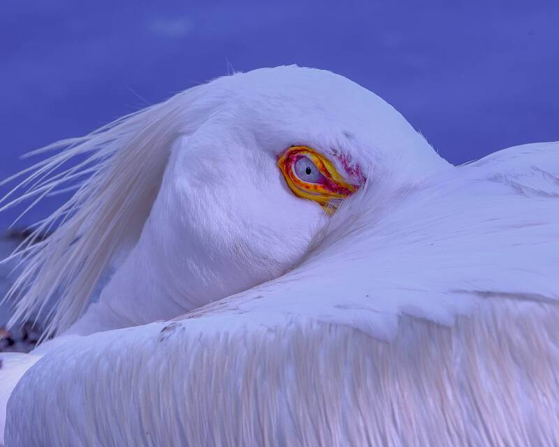 American White Pelican (2)