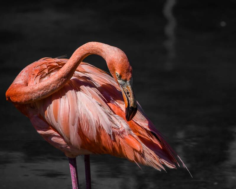 American Flamingo (5)