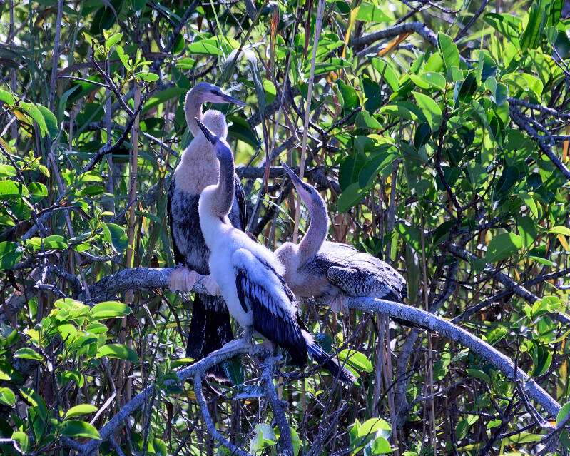Anhinga (12)