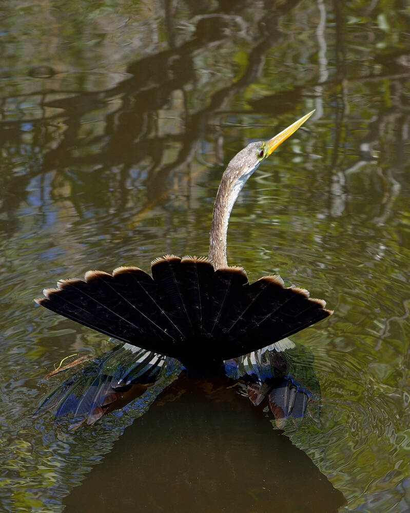 Anhinga (8)