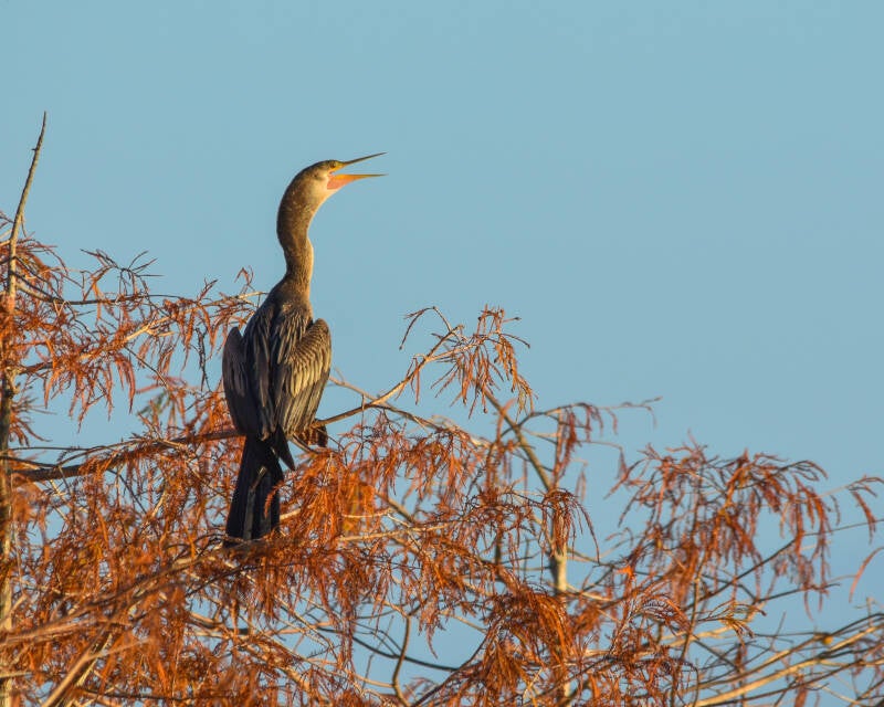 Anhinga (13)