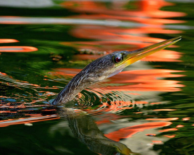 Anhinga (6)