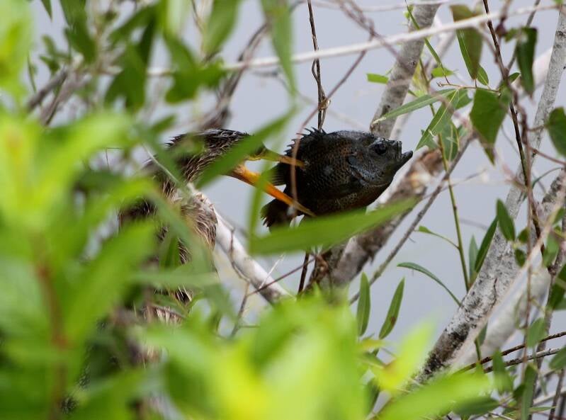 Anhinga (11)
