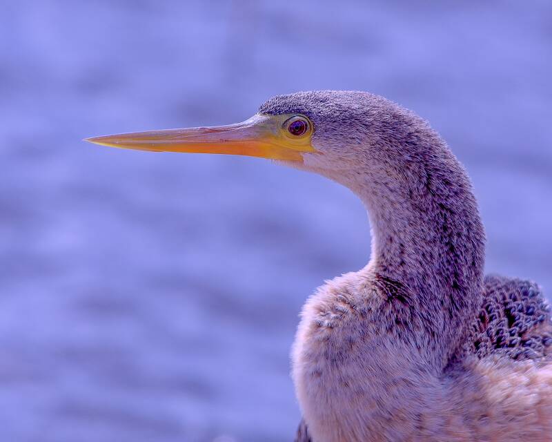 Anhinga (5)