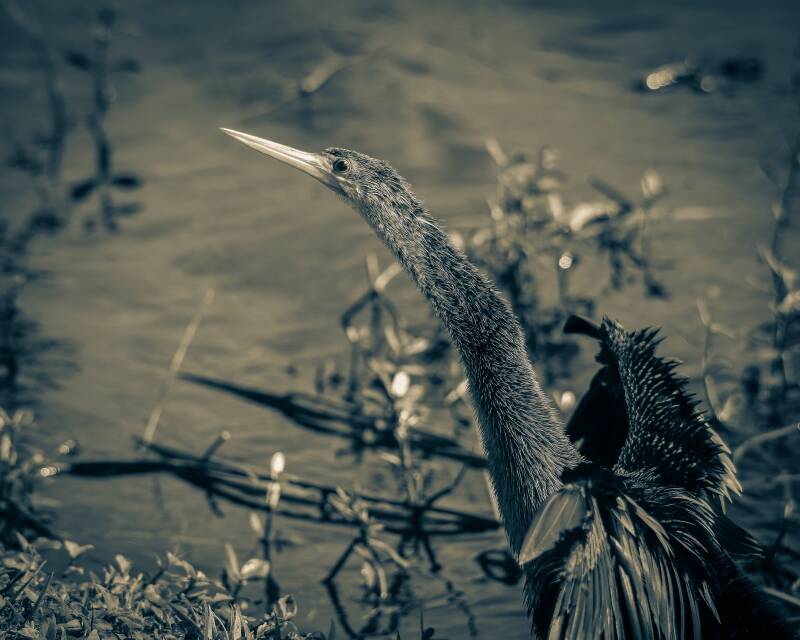 Anhinga (4)
