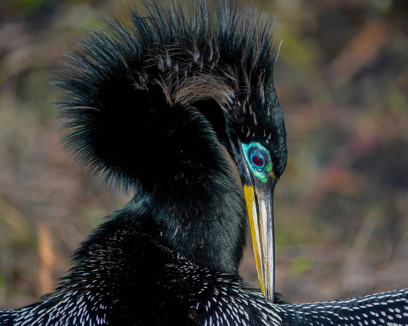 Anhinga (1)