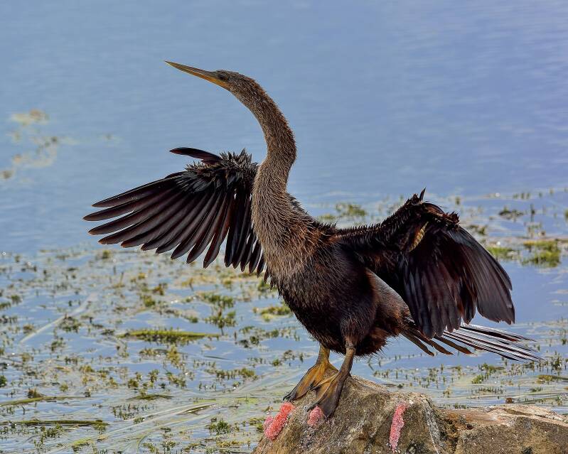 Anhinga (3)