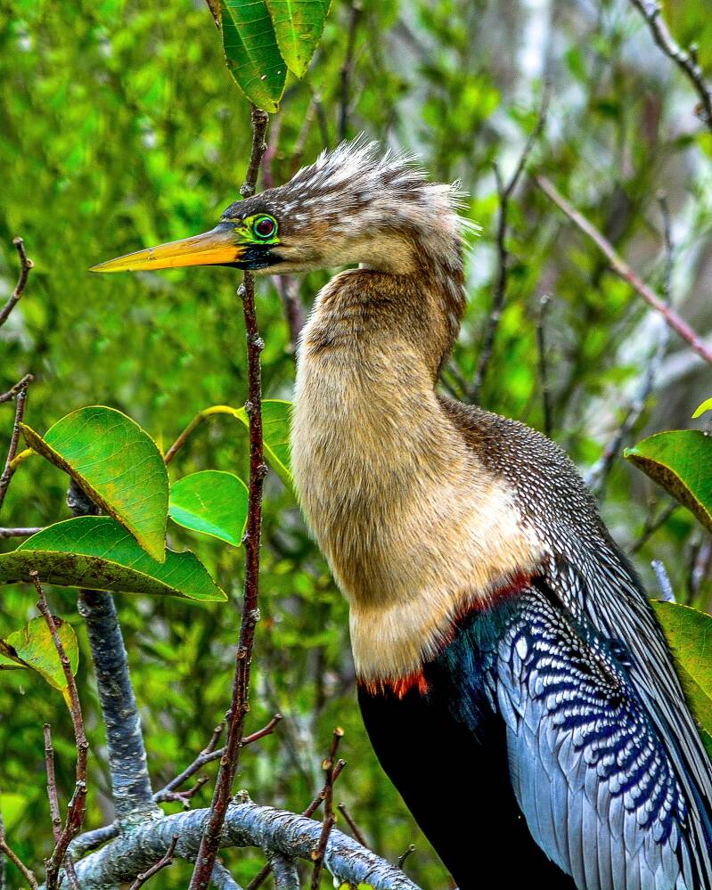 Anhinga (2)