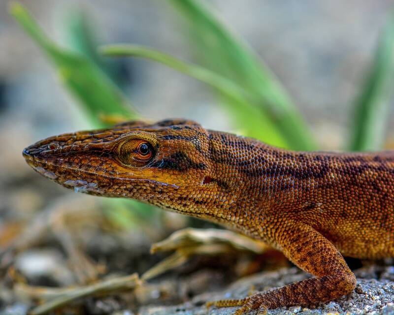 Green Anole (2)