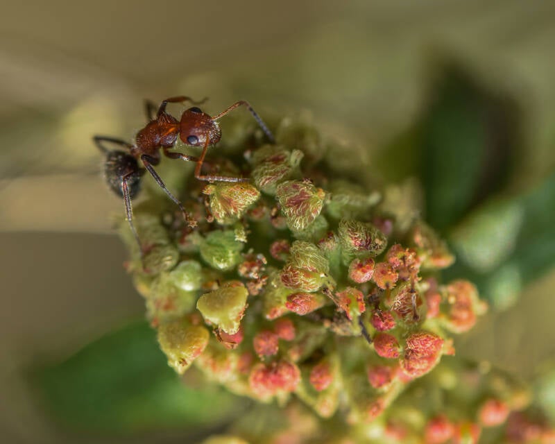 Ant (1)