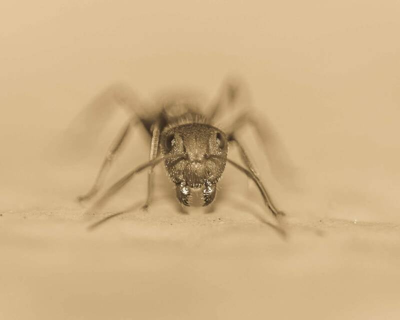 Florida Carpenter Ant (1)