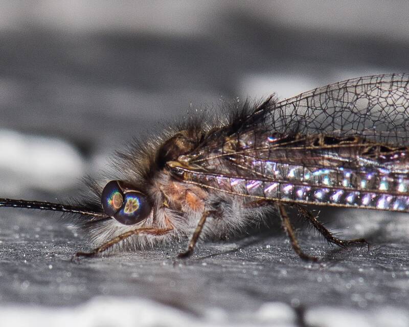 Macleay's Owlfly (1)