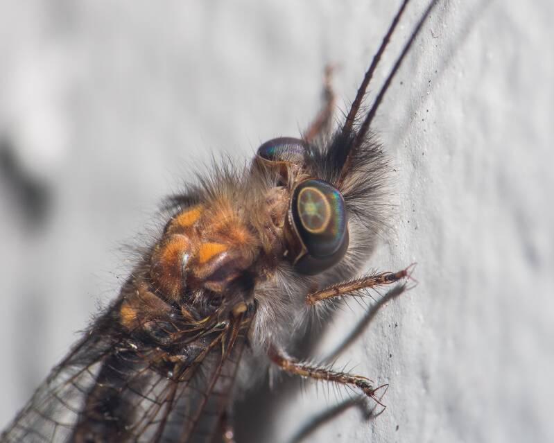 Macleay's Owlfly (2)