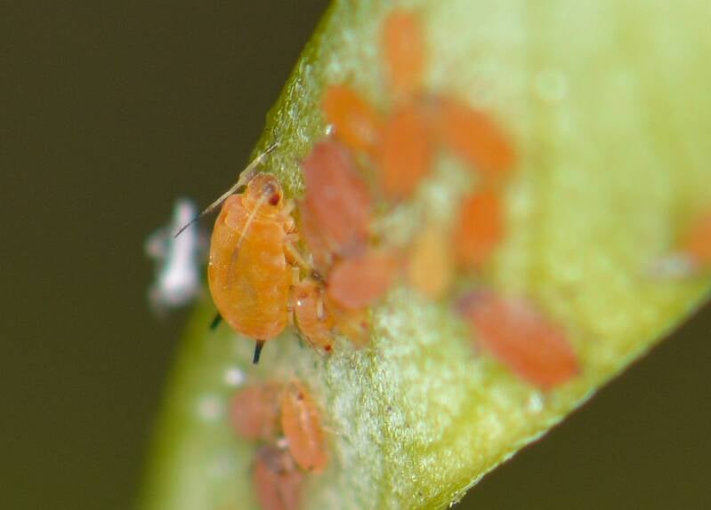Oleander Aphid (1)