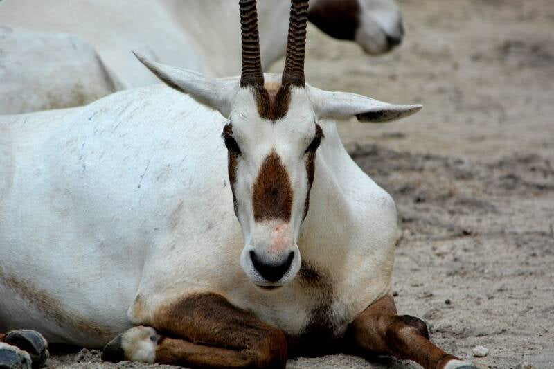 Arabian Oryx (1)