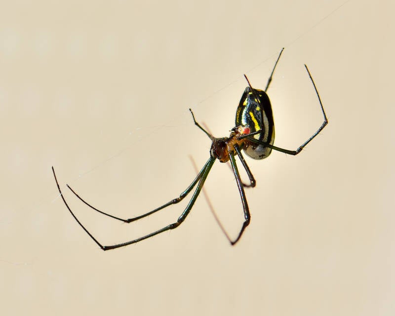 Leucage Orchard Spider (2)