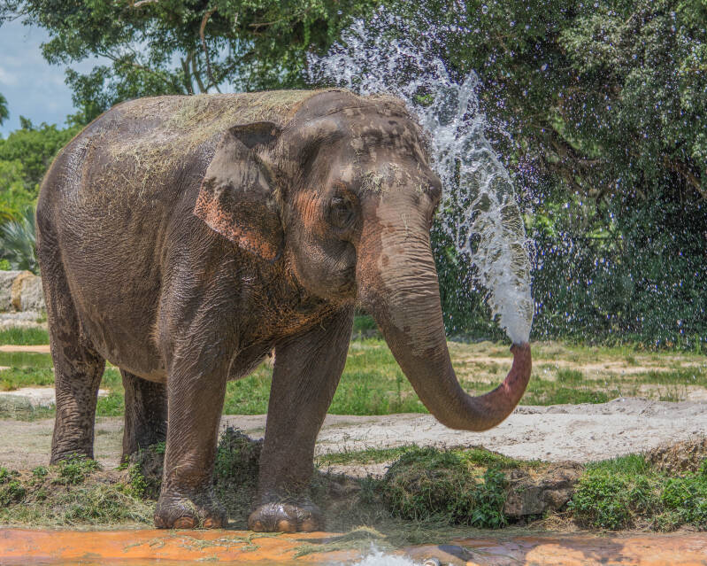Asian Elephant (4)