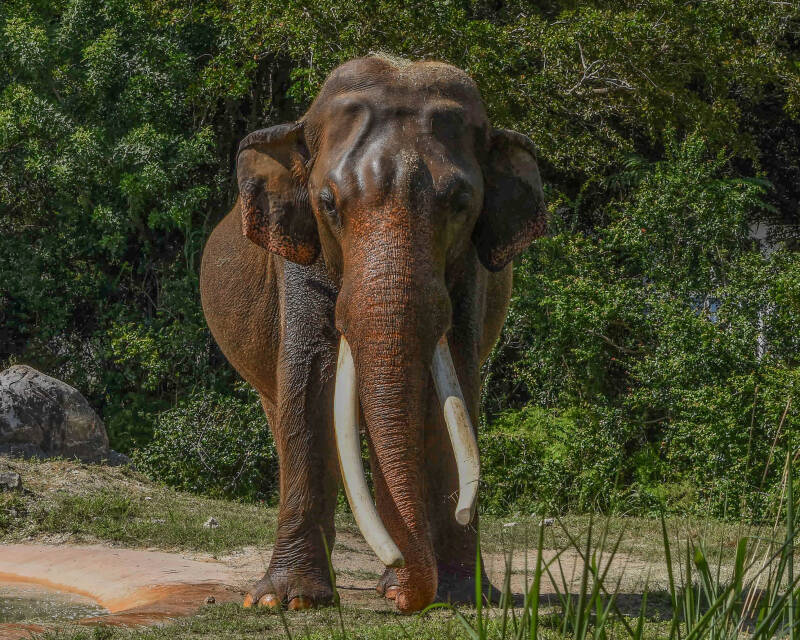 Asian Elephant (3)