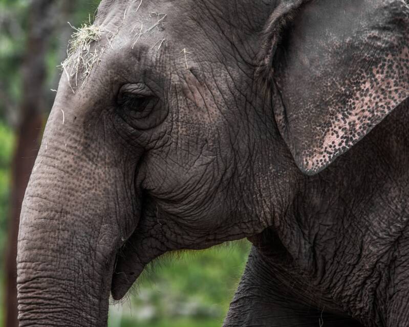 Asian Elephant (1)
