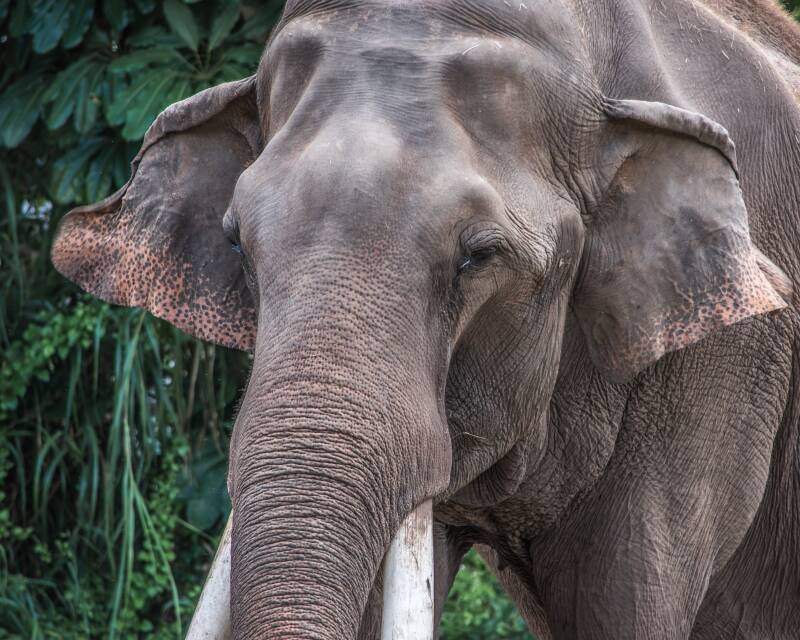 Asian Elephant (2)