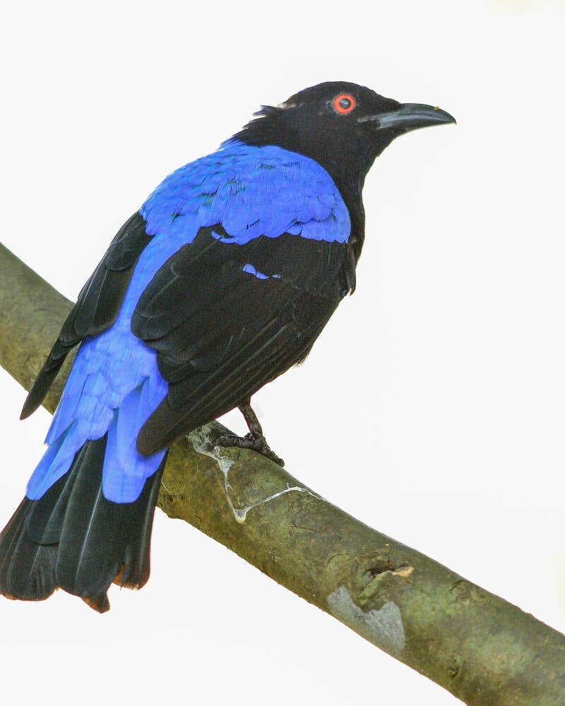 Asian Fairy Bluebird (1)